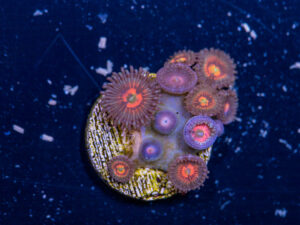 Zoanthids - God of War