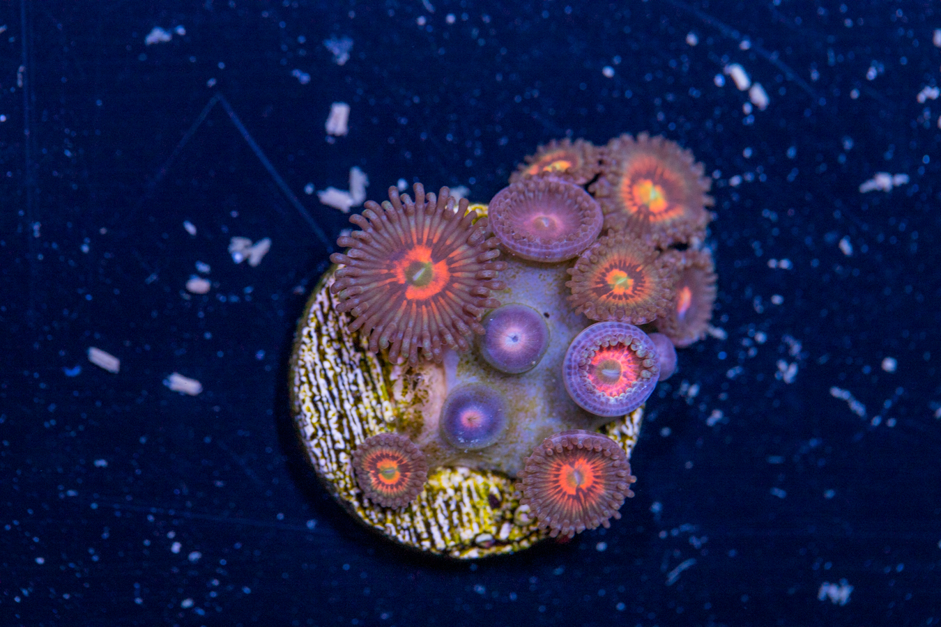 Zoanthids - God of War 1 Zoanthids - God of War