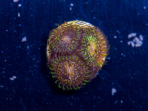 Zoanthids - Texas Grim Reaper