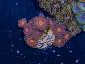 Zoanthids - God of War