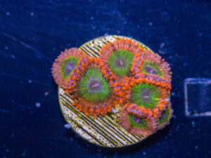 Zoanthids - Electric Oompa Loompa