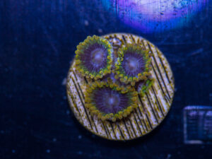 Zoanthids - Acid Reflux