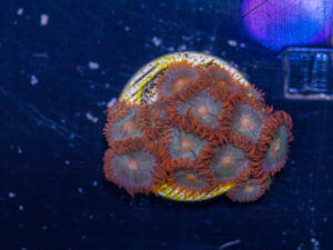 Zoanthids