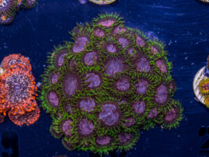 Zoanthids - Purple Monster