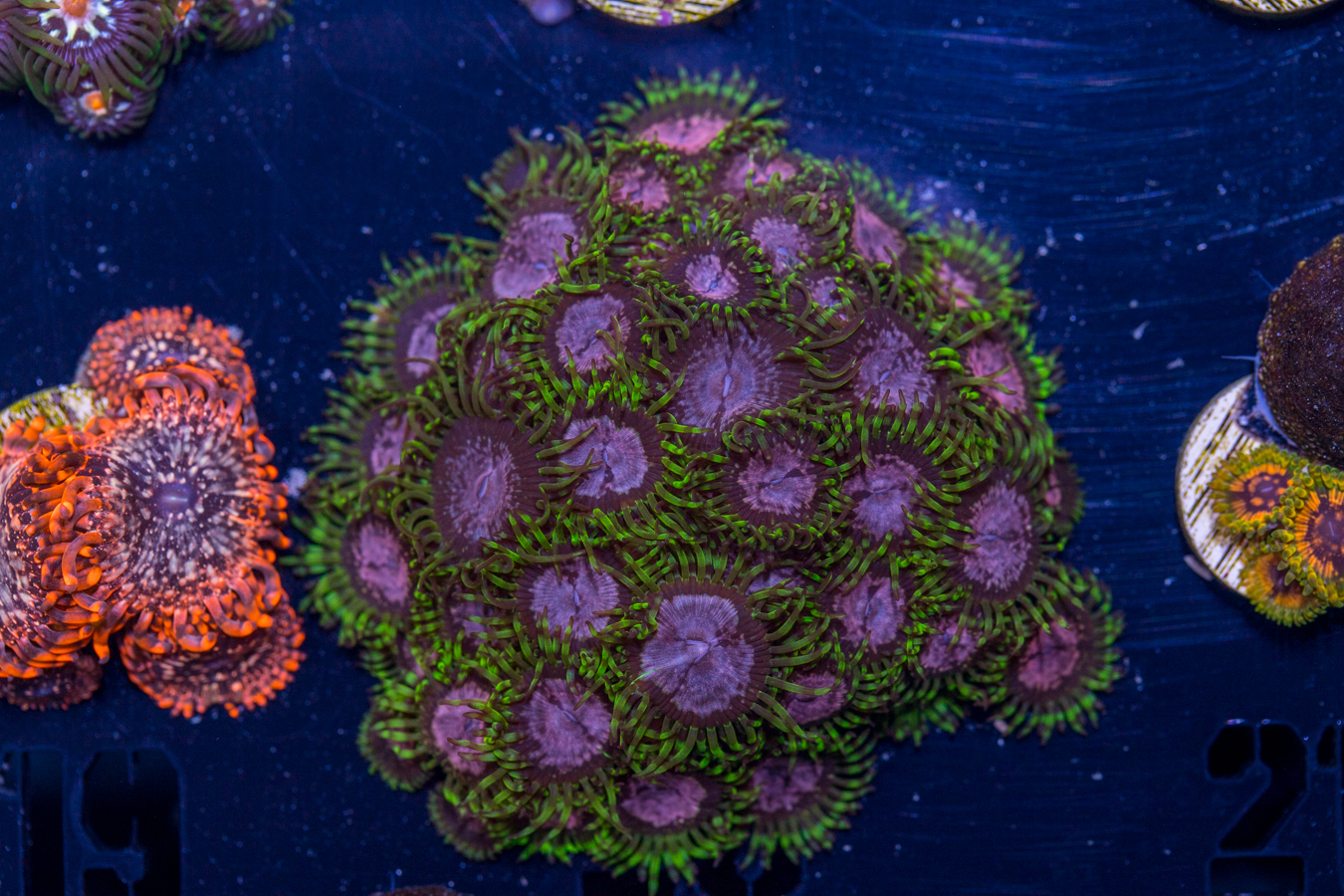 Zoanthids - Purple Monster 1 Zoanthids - Purple Monster
