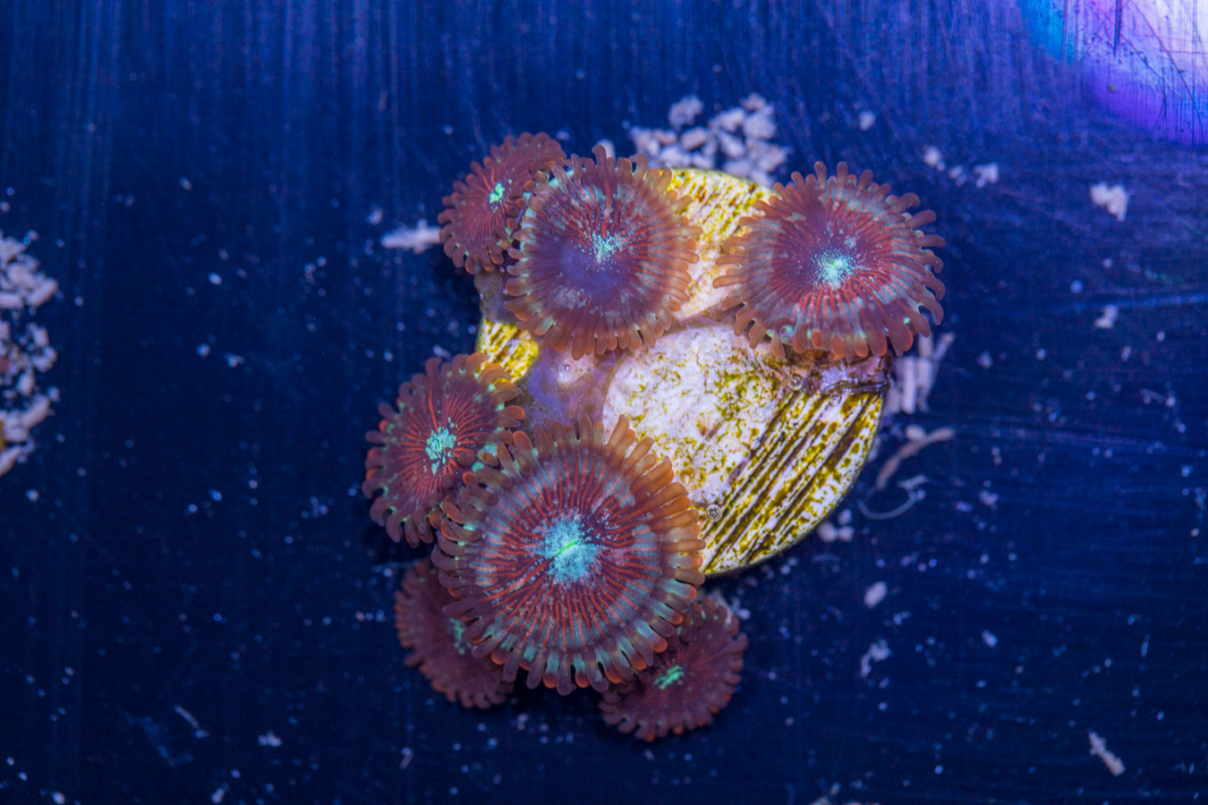 Zoanthids - Magician 1 Zoanthids - Magician