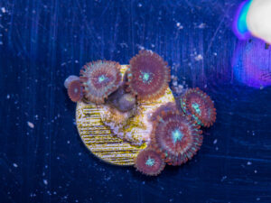 Zoanthids - Magician