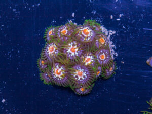 Zoanthids - Pinwheel