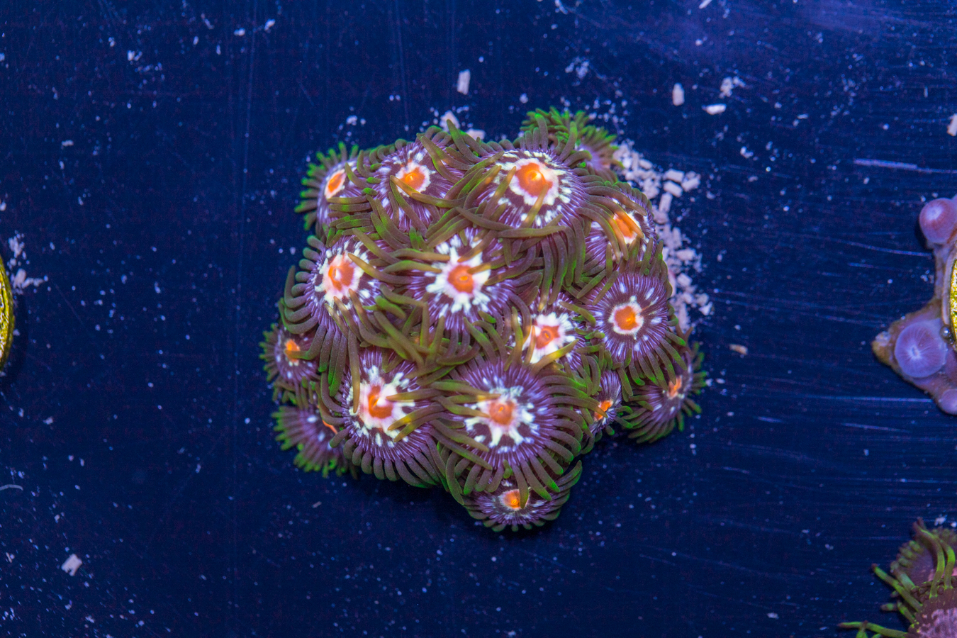 Zoanthids - Pinwheel 1 Zoanthids - Pinwheel