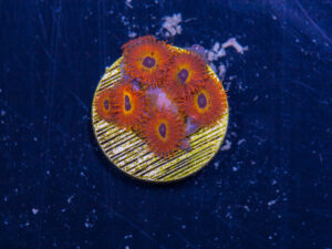 Zoanthids - Diabolique