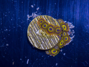 Zoanthids - King Midas
