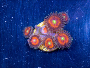 Zoanthids - Everlasting Gobstopper