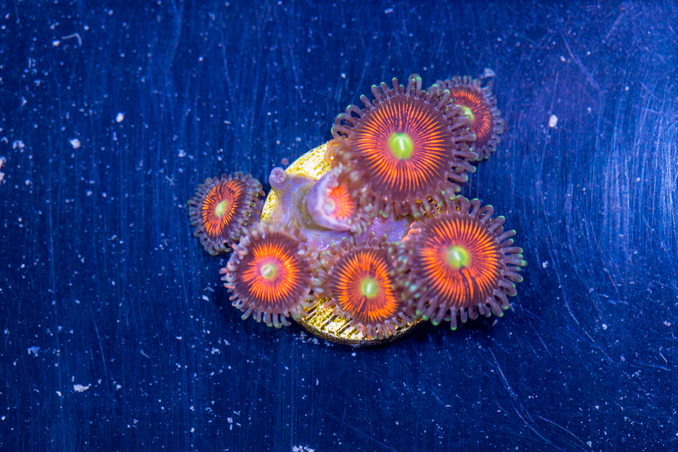 Zoanthids - Everlasting Gobstopper 1 Zoanthids - Everlasting Gobstopper