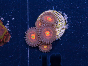 Zoanthids - God of War