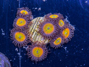 Zoanthids - Sunny D