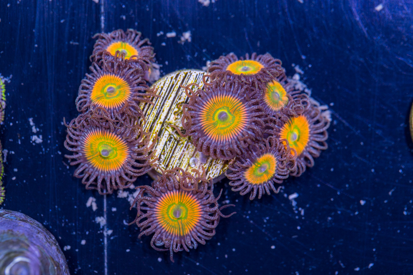 Zoanthids - Sunny D 1 Zoanthids - Sunny D