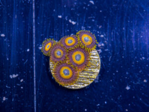 Zoanthids - LA Laker