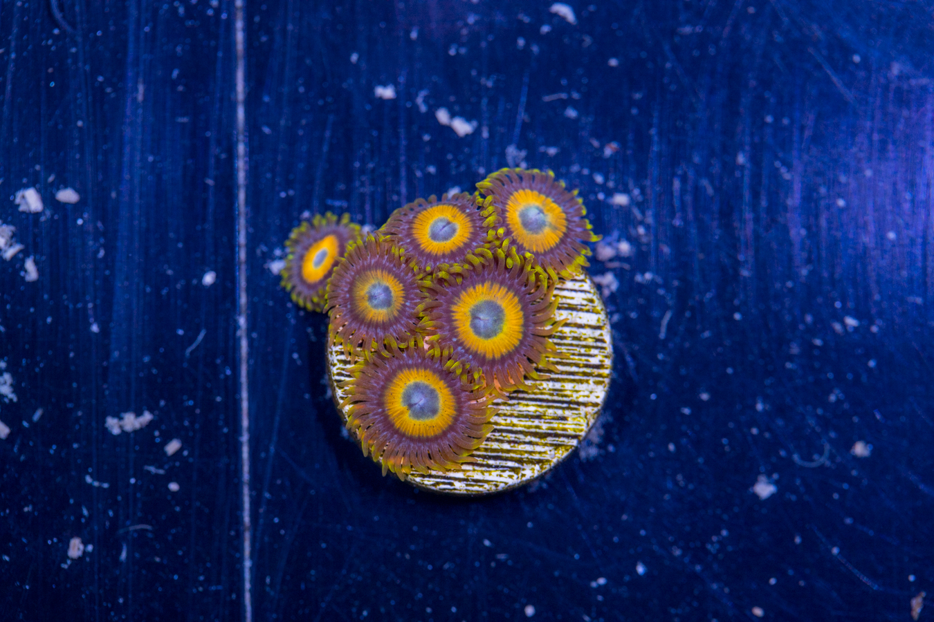 Zoanthids - LA Laker 1 Zoanthids - LA Laker