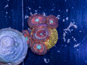 Zoanthids - Magician