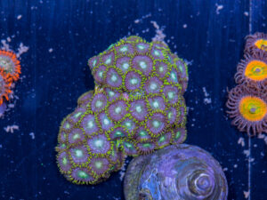 Zoanthids