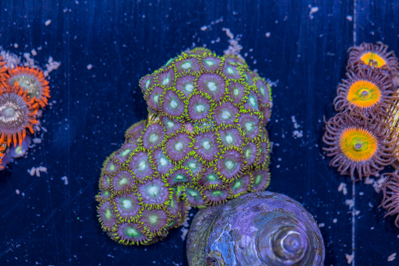Zoanthids 1 Zoanthids