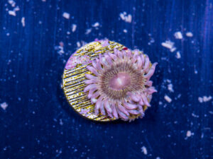 Zoanthids - Chiquita