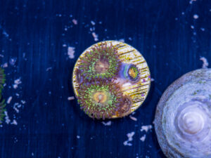 Zoanthids - Texas Grim Reaper