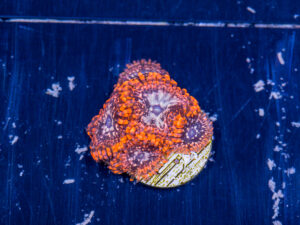 Zoanthids - Utter Chaos