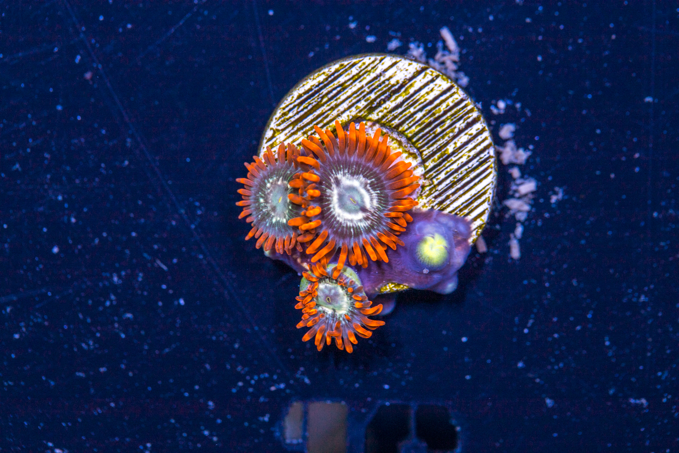 Zoanthids 1 Zoanthids