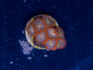 Zoanthids