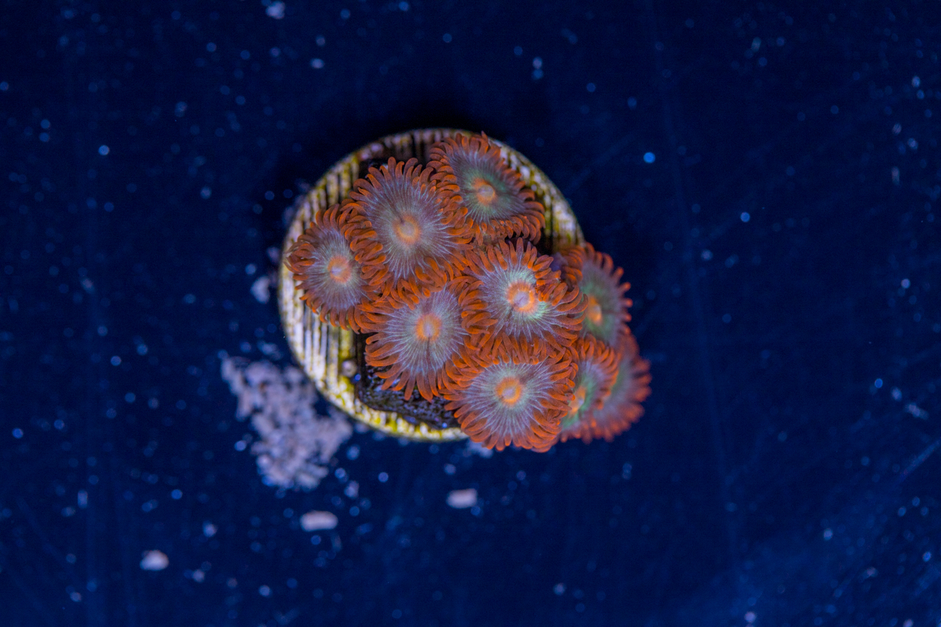 Zoanthids 1 Zoanthids