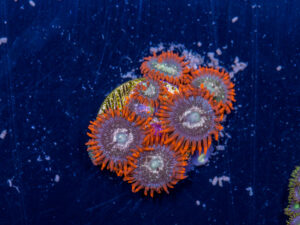 Zoanthids