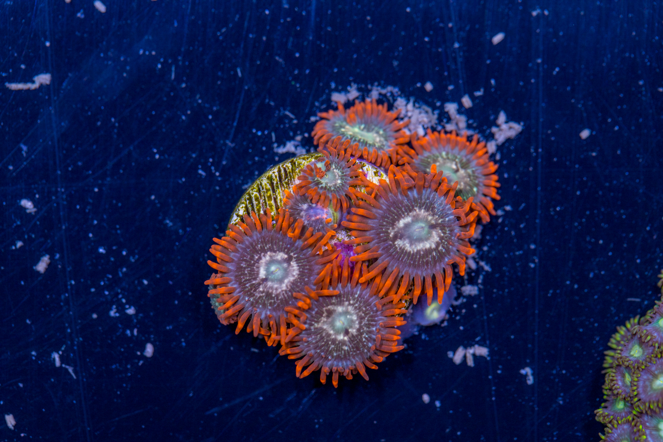 Zoanthids 1 Zoanthids