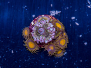 Zoanthids - Chiquita + King Midas