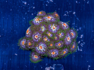 Zoanthids - Pinwheel