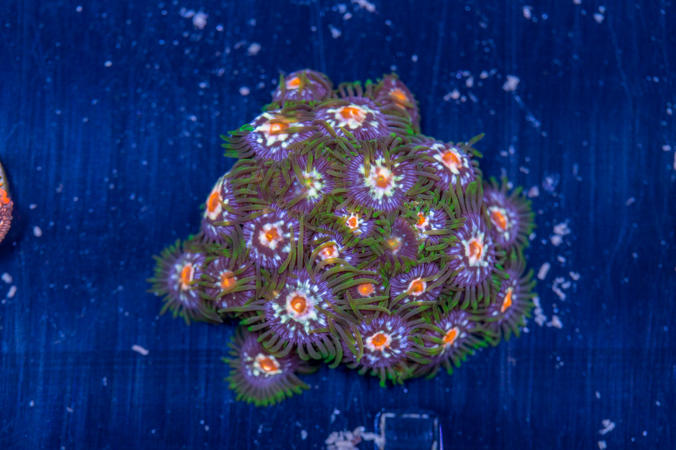 Zoanthids - Pinwheel 1 Zoanthids - Pinwheel