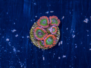 Zoanthids - Electric Oompa Loompa