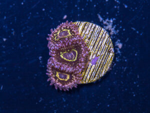 Zoanthids - Stratosphere