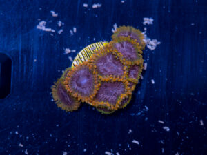 Zoanthids - Acid Reflux