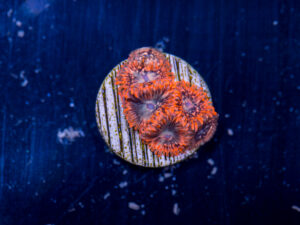 Zoanthids - Utter Chaos