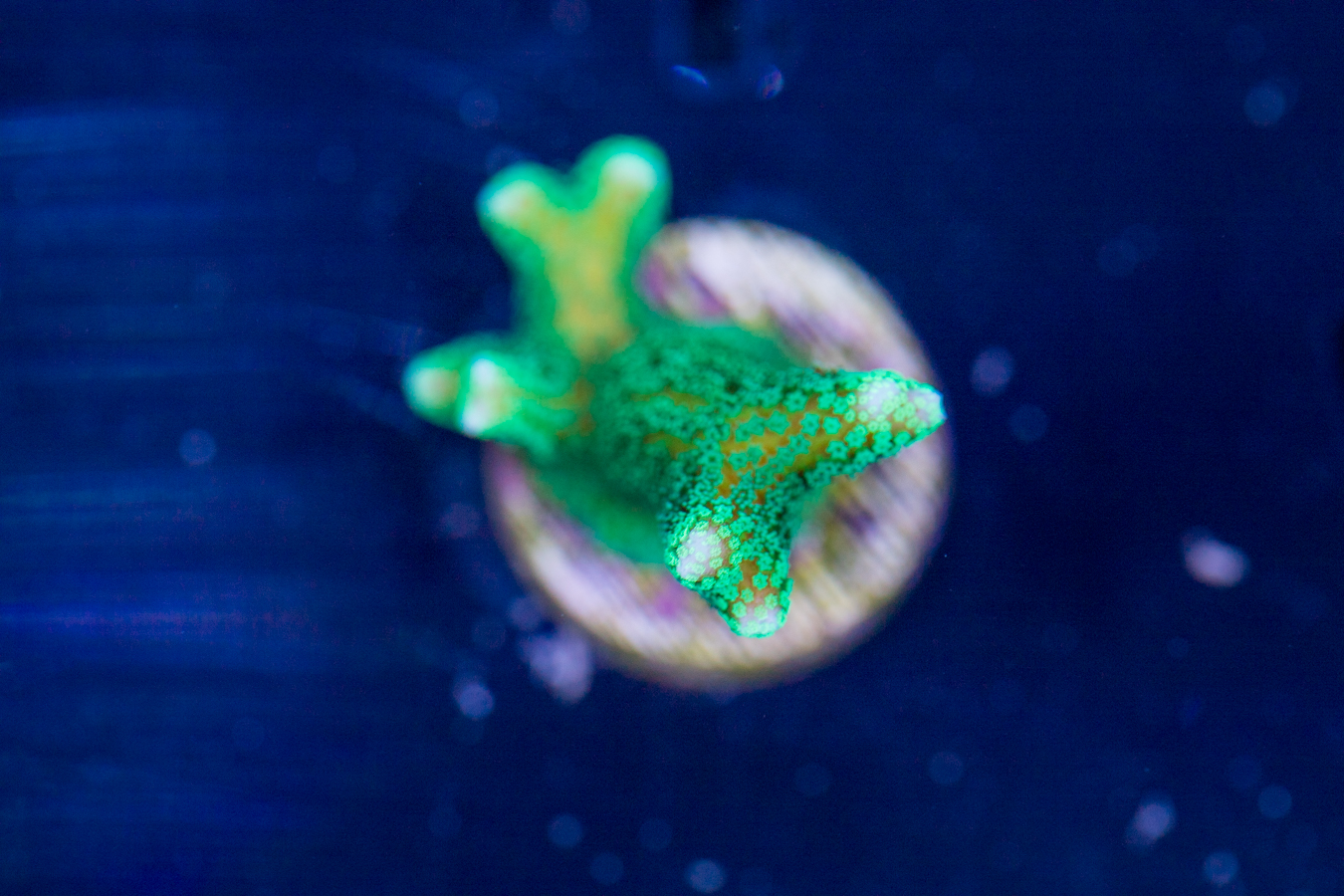 Birdsnest 1 Birdsnest