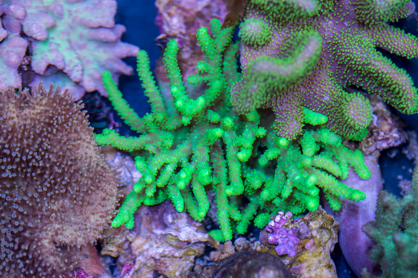 Sinularia 1 Sinularia