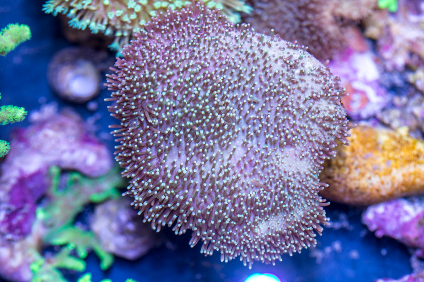 Toadstool Leather 1 Toadstool Leather