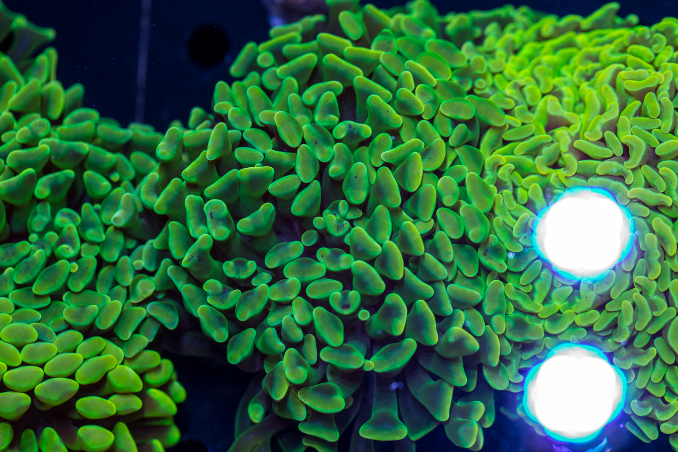 Hammer - Branching 1 Hammer - Branching