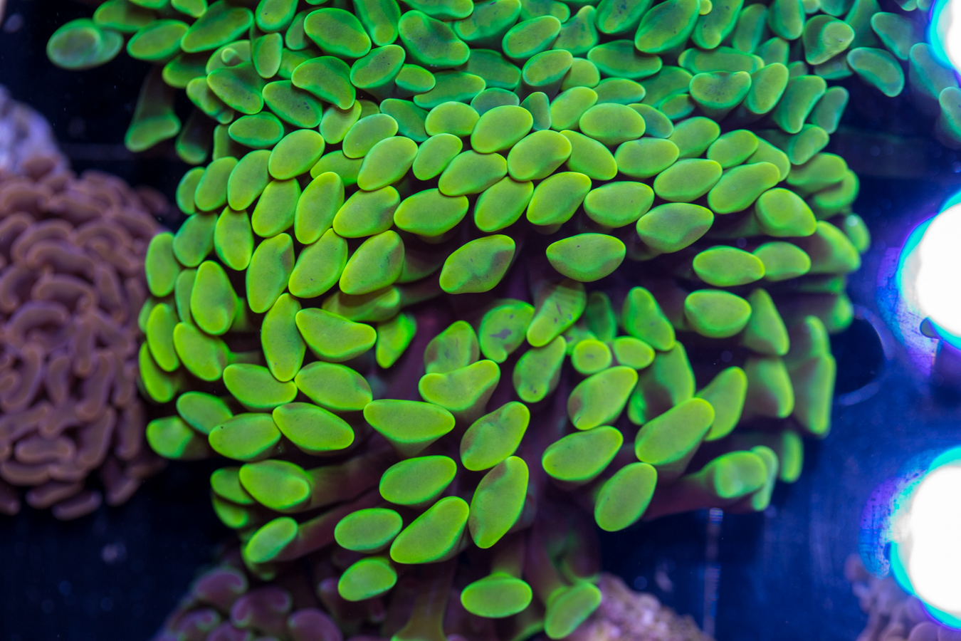 Hammer - Branching 1 Hammer - Branching