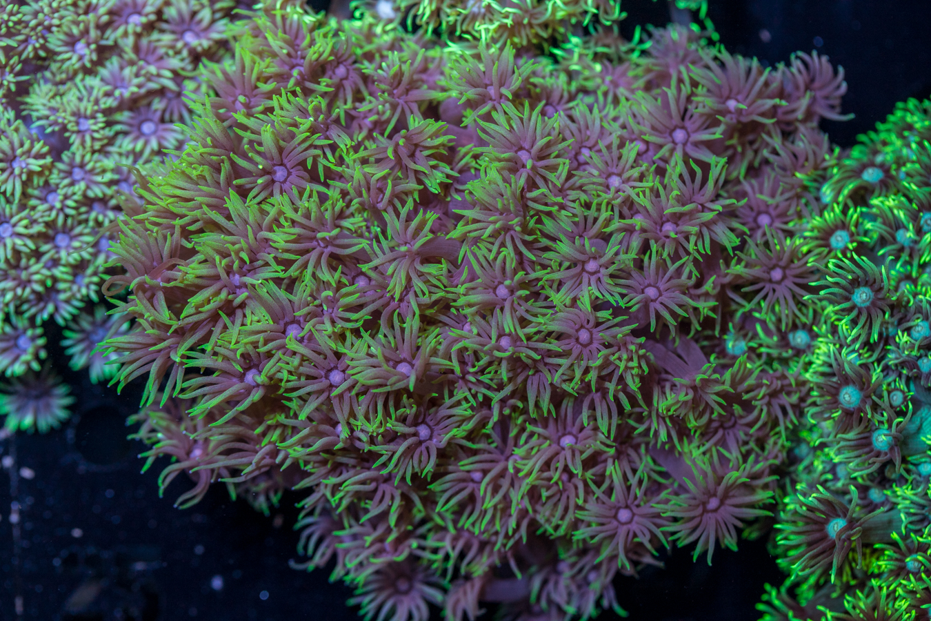 Goniopora 1 Goniopora