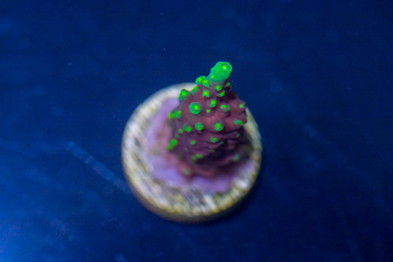 Acropora - Dallas 1 Acropora - Dallas