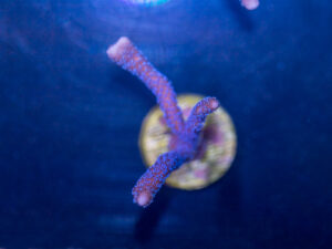 Montipora - Digitata