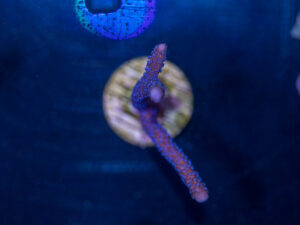 Montipora - Digitata