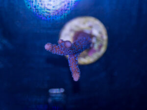 Montipora - Digitata